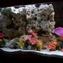 fish tank picture - Left-side view of tank.
