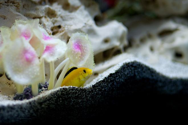 freshwater fish - labidochromis caeruleus - electric yellow cichlid stocking in 30 gallons tank - One of my Yellow Labs.