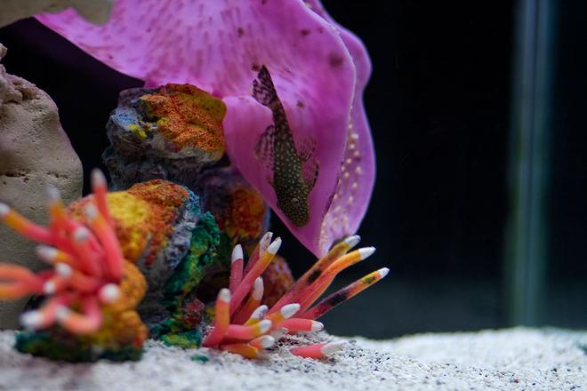 freshwater fish - isorineloricaria spinosissima - zucchini catfish stocking in 30 gallons tank - My Pleco cleaning up the faux decor.  not quite sure what variety of Pleco he is, though.