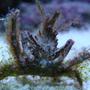 corals inverts - camposcia retusa - spider decorator crab stocking in 75 gallons tank - unknown crab