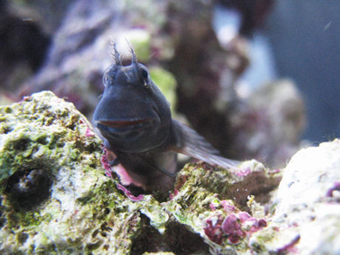 saltwater fish - atrosalarias fuscus - black sailfin blenny stocking in 70 gallons tank - another Blenny pic. He loves to pose!!!