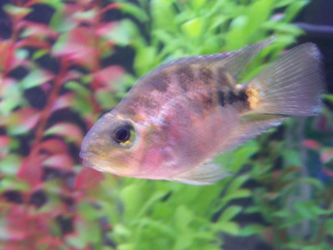 freshwater fish - hoplarchus psittacus - parrot cichlid stocking in 55 gallons tank - parrot fish cichlid