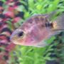 freshwater fish - hoplarchus psittacus - parrot cichlid stocking in 55 gallons tank - parrot fish cichlid