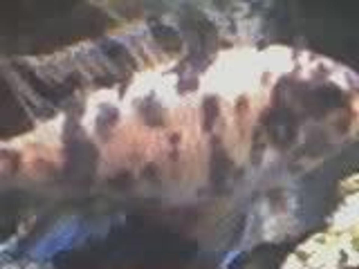 freshwater fish - aulonocara nyassae var. - peacock cichlid, orange blossom stocking in 30 gallons tank - Peacock Cichlid, Orange Blossom