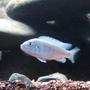 freshwater fish - sciaenochromis ahli - electric blue cichlid stocking in 22 gallons tank - Blue lab