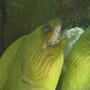 saltwater fish - gymnothorax funebris - green moray eel stocking in 110 gallons tank - green moray eel "AMP"