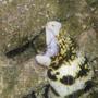 saltwater fish - echidna nebulosa - snowflake eel stocking in 110 gallons tank - snowflake eel