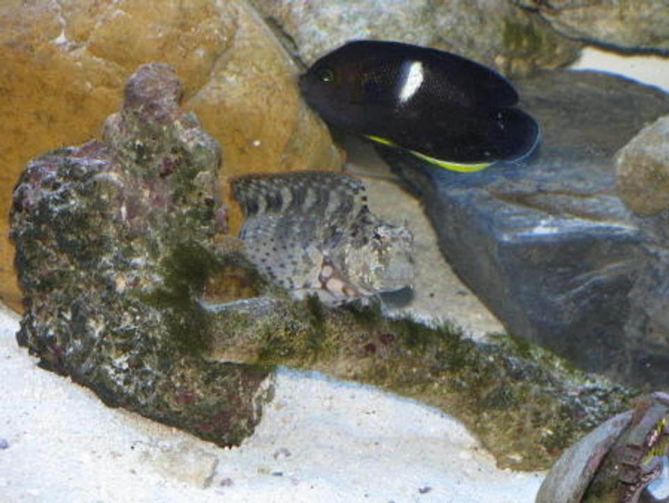 saltwater fish - centropyge tibicen - keyhole angelfish stocking in 110 gallons tank - keyhole angel and lawnmower blenny