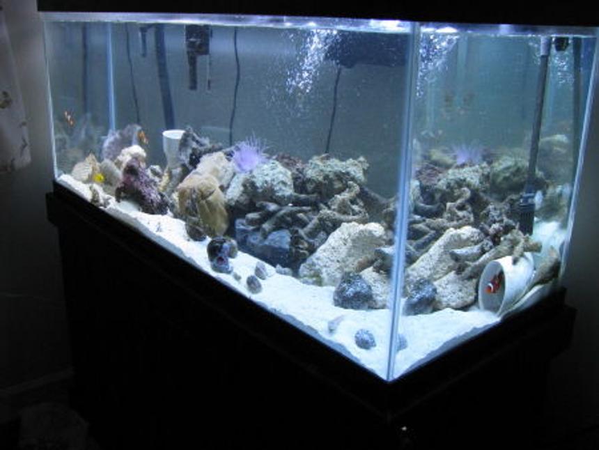 Rated #42: 110 Gallons Saltwater Fish Tank - 75 saltwater tank