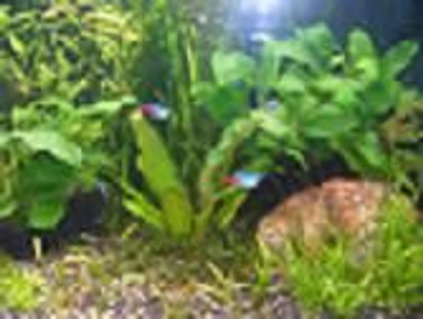Rated #2497: Freshwater Fish - Paracheirodon Innesi - Neon Tetra Jumbo Stocking In 50 Gallons Tank - my tank