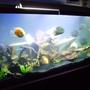 fish tank picture - Long View