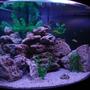 50 gallons freshwater fish tank (mostly fish and non-living decorations) - My Cichlid Tank Fully Cylced Stocked with 19 Malawi Cichlids (Revised Plants and Background to highlite the Fish and rocks more ...Think it Has done the job. Tried to keep it real by giving the fish lots of caves tunnels hiding spots and dark spots on different levels /depths BUT kept lots of "open water " and "open floor" so they can do their thing