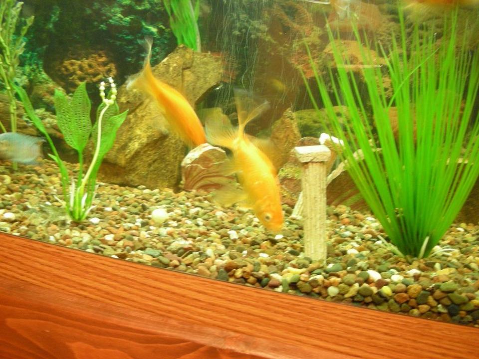 freshwater fish - carassius auratus - goldfish stocking in 75 gallons tank - goldfish eating