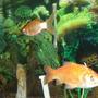 freshwater fish - carassius auratus - goldfish stocking in 75 gallons tank - goldfish swimming