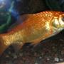 freshwater fish - carassius auratus - goldfish stocking in 75 gallons tank - mature goldfish