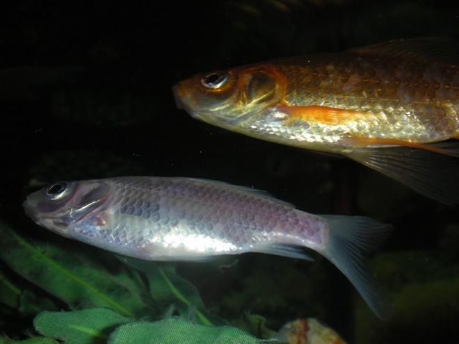 freshwater fish - carassius auratus - goldfish stocking in 75 gallons tank - below shot of goldfish rising to get food