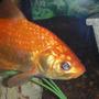 freshwater fish - carassius auratus - goldfish stocking in 75 gallons tank - mature goldfish