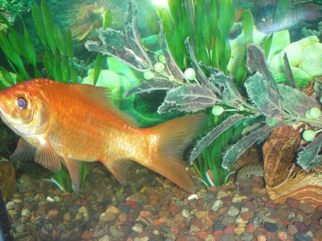 freshwater fish - carassius auratus - goldfish stocking in 75 gallons tank - male goldfish