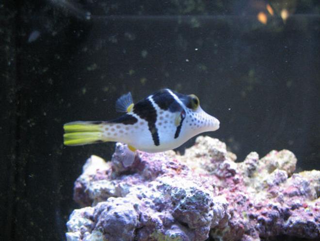 saltwater fish - canthigaster valentini - saddle valentini puffer stocking in 70 gallons tank - Valley, my new Valentino Puffer