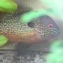 freshwater fish - lepomis megalotis - longear sunfish stocking in 75 gallons tank - long eared sunfish