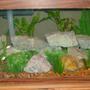 75 gallons freshwater fish tank (mostly fish and non-living decorations) - 75 gallon tank Mollies Swordtails Variatus