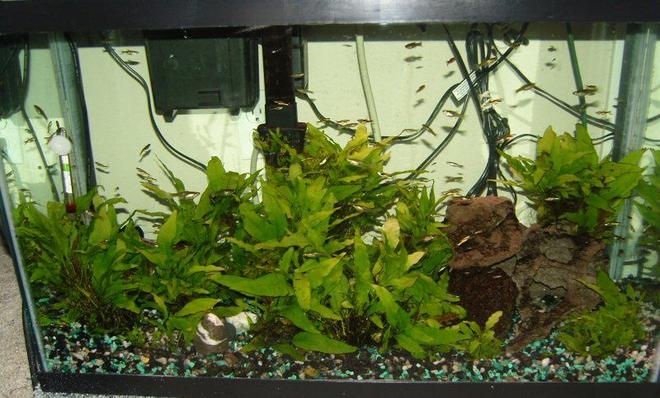 75 gallons planted tank (mostly live plants and fish) - 29 Gallons
Class "N" Black Bar Endlers Livebearers
Java Fern