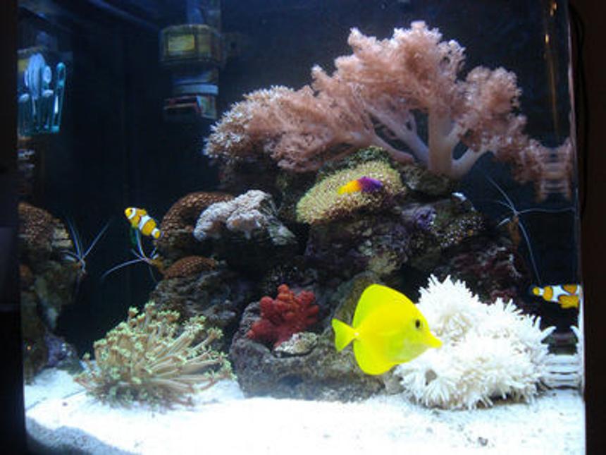 Rated #20: Corals Inverts - Goniopora Sp. - Flower Pot Coral Stocking In 30 Gallons Tank - Reef tank after 2 months.