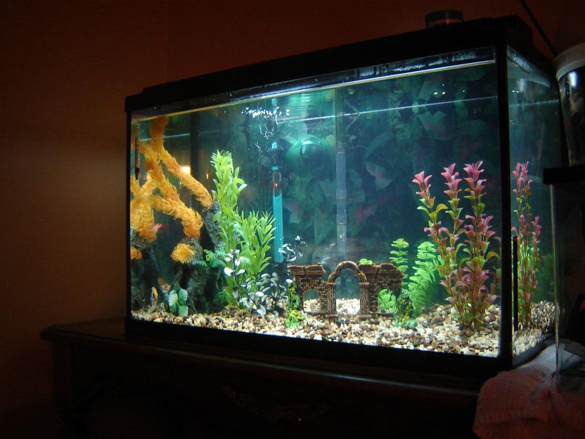 fish tank picture - My brand new tank. It's only 9 days old here. 29 gallon Top Fin glass. The setup that comes in the box. So far just 3 Angelfish. Going to add some Neon Tetra's for flash and possibly some Gouramis. Any suggestions would be great.