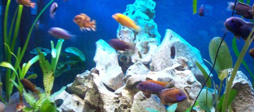 Rated #1505: Freshwater Fish - Aulonocara Rubescens - Ruby Red Peacock Stocking In 45 Gallons Tank - malawi aquarium