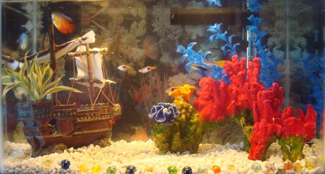 freshwater fish - colisa lalia - flame dwarf gourami stocking in 10 gallons tank - 10 gallon freshwater  tank with 1 Dwarf Gourami, 4 Rasboras, and 2 Male Guppies