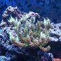 corals inverts - acropora sp. - nathan's green millepora stocking in 75 gallons tank - Green Mille