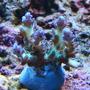 corals inverts - acropora sp. - pearlberry acro frag (ora) stocking in 75 gallons tank - ORA Pearl Berry Acro