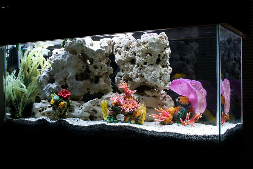 Rated #32: 30 Gallons Freshwater Fish Tank - My "saltwater-themed" African Cichlid tank.