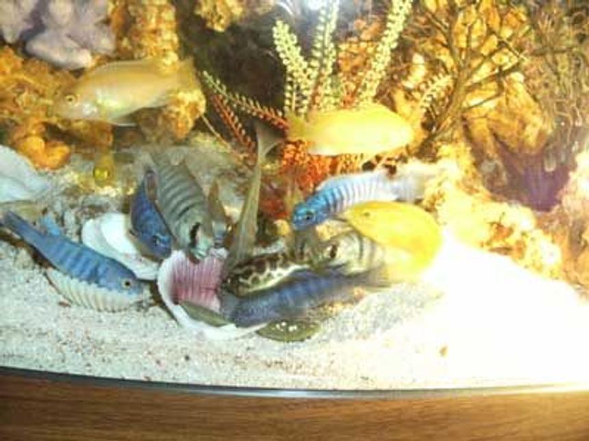 Rated #1545: Freshwater Fish - Metriaclima Callainos - Cobalt Blue Zebra Cichlid Stocking In 42 Gallons Tank - Young malawis feeding.