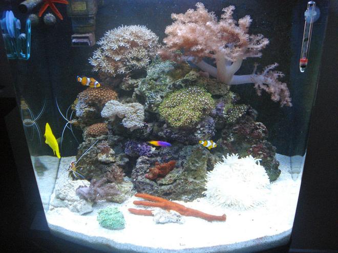 30 gallons reef tank (mostly live coral and fish) - Reef - maturation is still in progres. Seems to be healthy under T5 light.