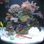 30 gallons reef tank (mostly live coral and fish) - Reef - maturation is still in progres. Seems to be healthy under T5 light.