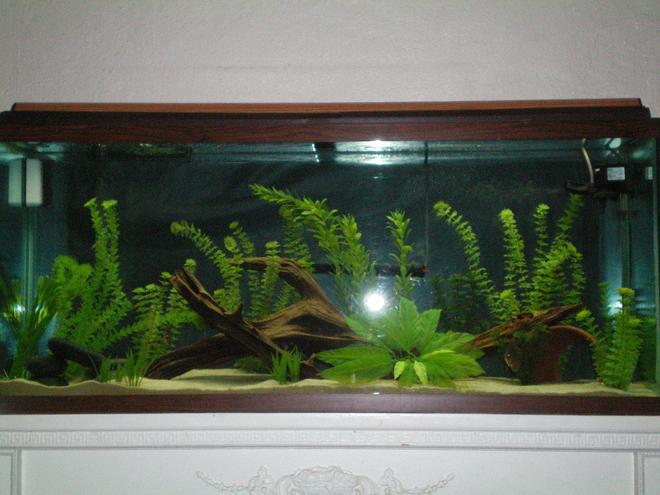 55 gallons freshwater fish tank (mostly fish and non-living decorations) - a
