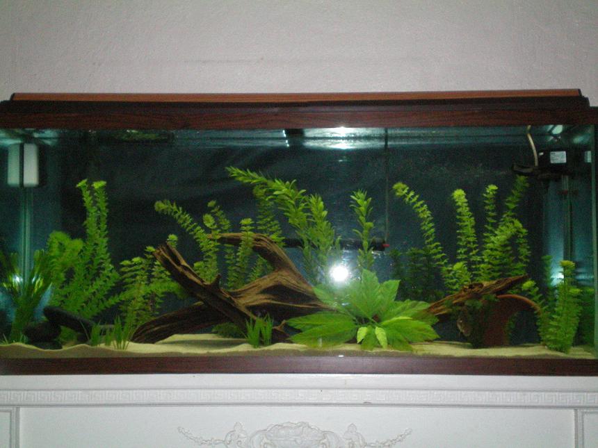 Rated #929: 55 Gallons Freshwater Fish Tank - a