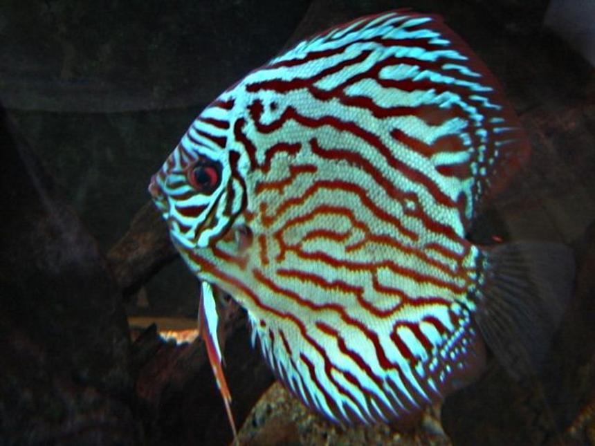 Rated #1: Freshwater Fish - Symphysodon Spp. - Red Turquoise Discus Stocking In 113 Gallons Tank - red turquoise adult female discus