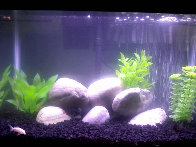 10 gallons freshwater fish tank (mostly fish and non-living decorations) - 10 gallon Convict tank