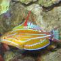 saltwater fish - paracheilinus mccoskeri - mccosker's flasher wrasse stocking in 125 gallons tank - Hybrid flasher wrasse doing his thing