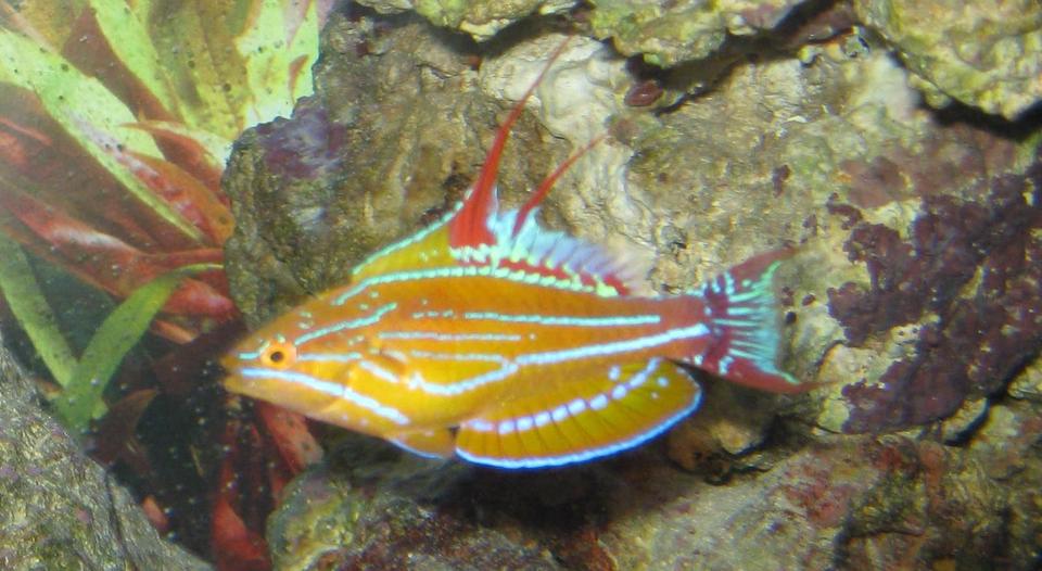 saltwater fish - paracheilinus mccoskeri - mccosker's flasher wrasse stocking in 125 gallons tank - Hybrid flasher wrasse doing his thing