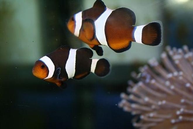 saltwater fish - amphiprion ocellaris var. - black & white ocellaris clownfish stocking in 40 gallons tank - clown fish. We've named them Brad and Ang...why? because they're both a pair of clowns.