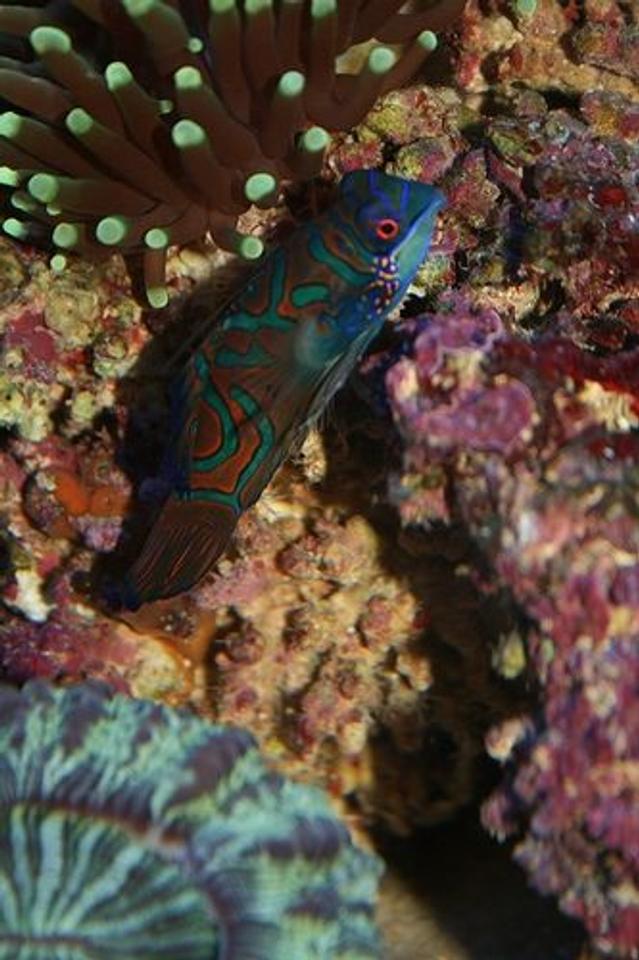 saltwater fish - synchiropus splendidus - green mandarin stocking in 40 gallons tank - Mandarin fish. Such a beautiful fish
