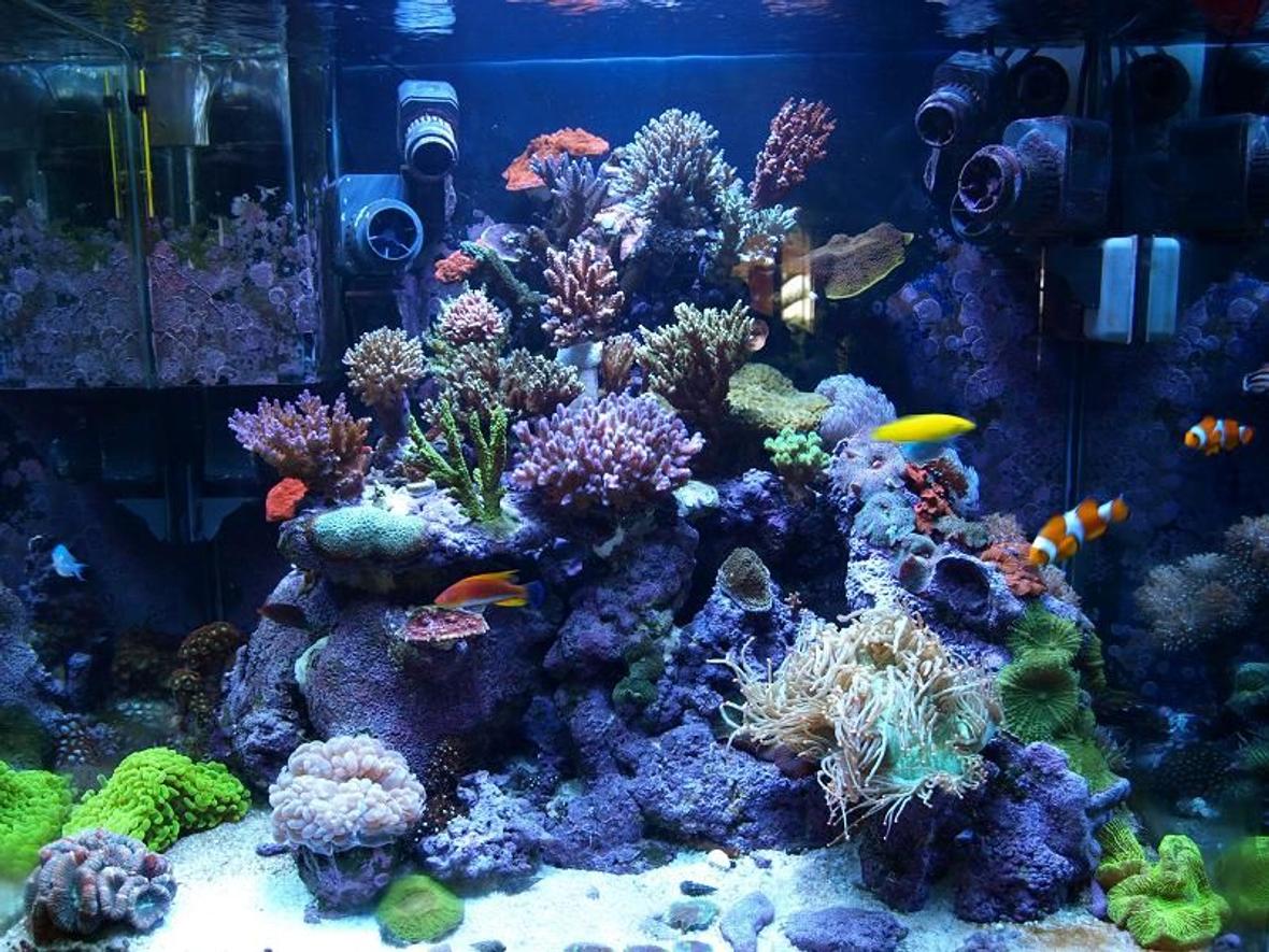 corals inverts - catalaphyllia jardinei - elegance coral stocking in 100 gallons tank - SPS Dominated Reef tank