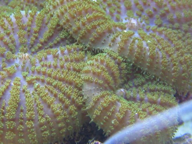 corals inverts - rhodactis indosinensis - hairy mushroom stocking in 125 gallons tank - Who said  mushrooms can't be exciting?