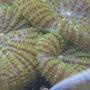 corals inverts - rhodactis indosinensis - hairy mushroom stocking in 125 gallons tank - Who said mushrooms can't be exciting?