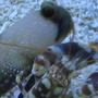 saltwater fish - opistognathus randalli - jawfish, black cap stocking in 125 gallons tank - Timon and Pumba