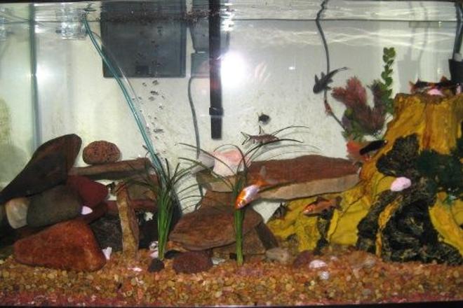 freshwater fish - carassius auratus - fantail goldfish, calico stocking in 30 gallons tank - 30 gallon fresh water tank. 16 fish total along with a frog and a golden mystery snail.