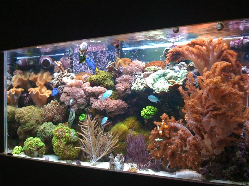 Rated #7: 90 Gallons Reef Tank - 90 gallon reef tank